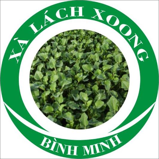 Hợp tác xã cải xà lách xoong an toàn Thuận An