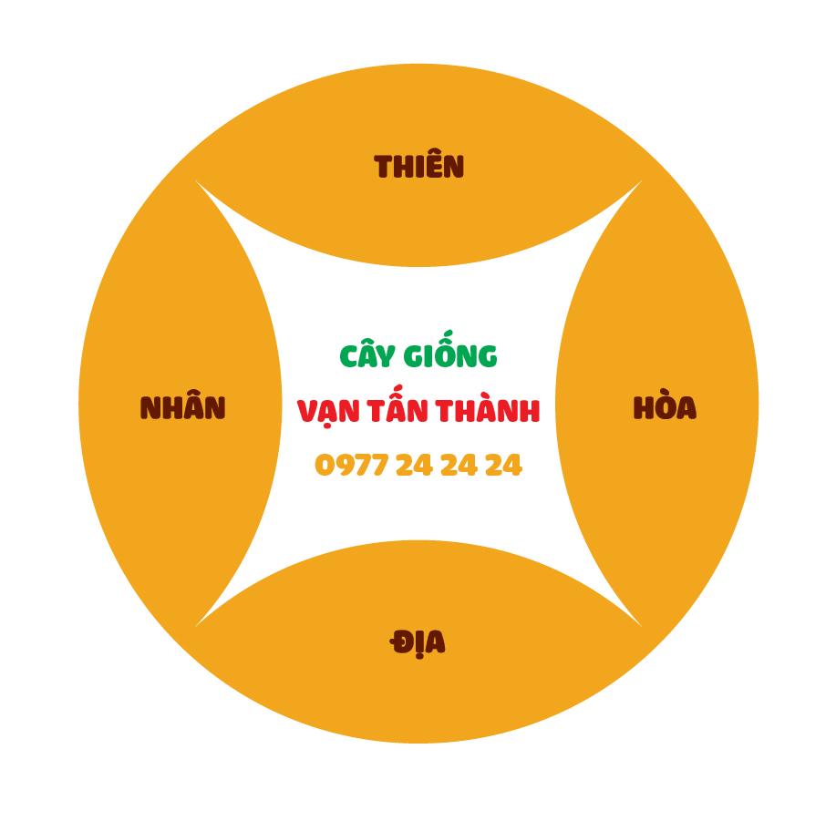 Cây giống Vạn Tấn Thành