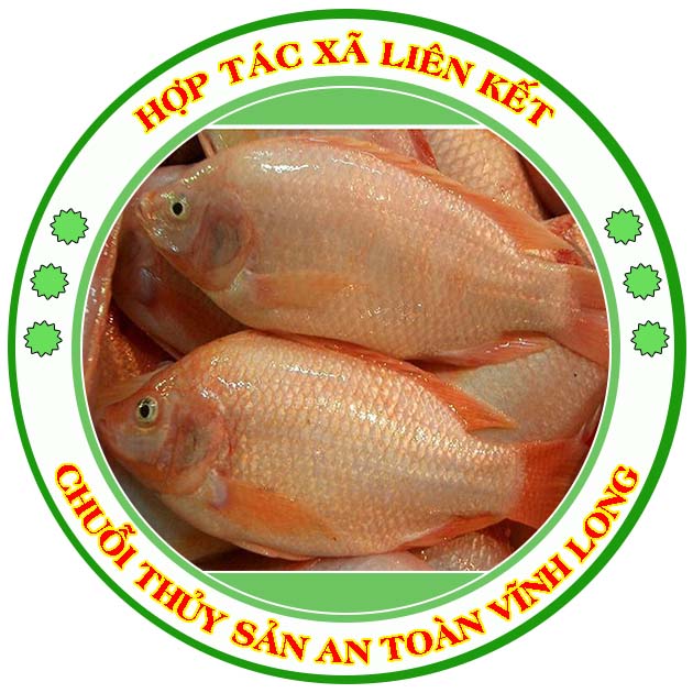 HTX liên kết chuỗi thủy sản an toàn Vĩnh Long