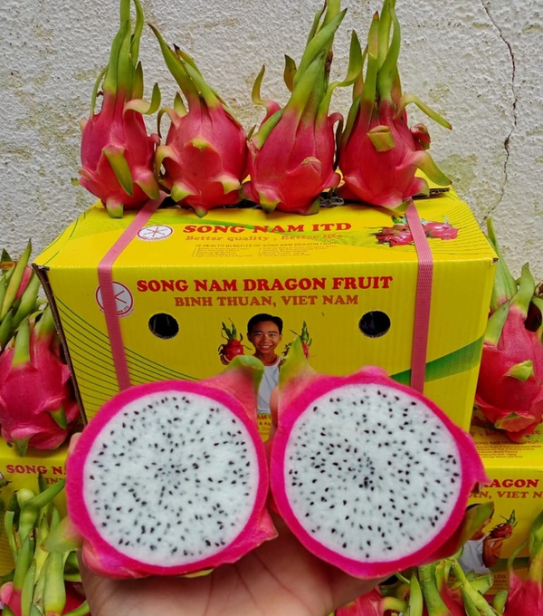 Song Nam White flesh dragon fruit in Viet Nam