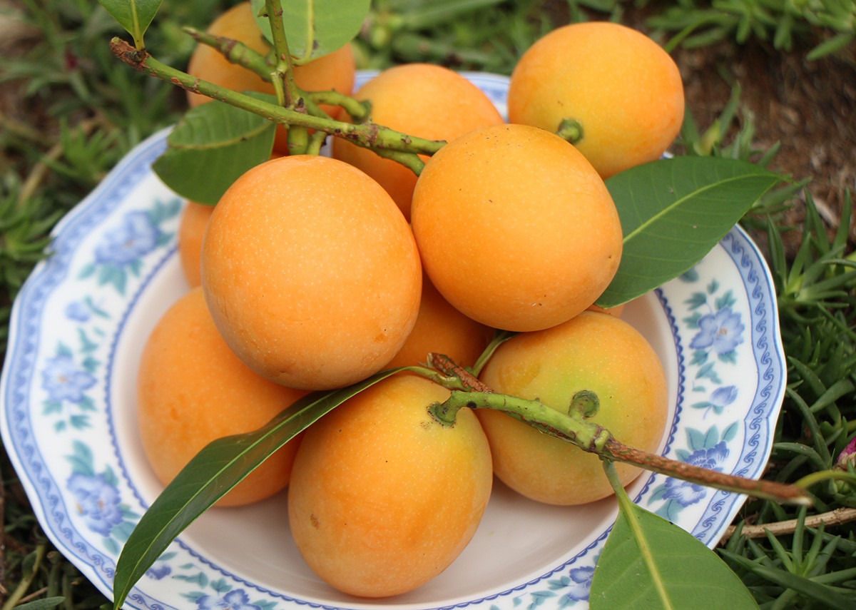 Thanh trà ngọt Năm Cập
